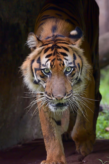 Feche o retrato de um tigre de sumatra