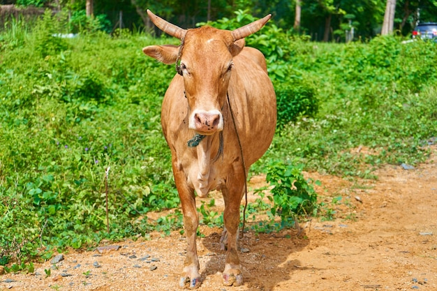 Feche o retrato de uma vaca curiosa pastando na beira da estrada