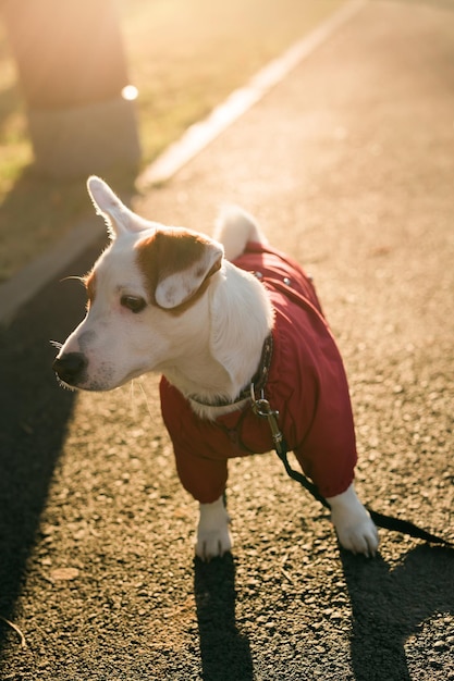 Feche o retrato do cachorro bonito jack russell de terno andando no espaço de cópia do parque de outono e lugar vazio