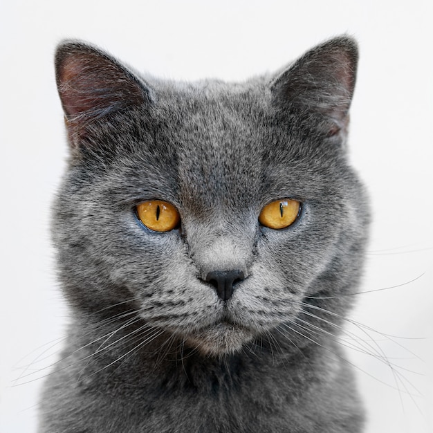 Feche o retrato do gato britânico de pêlo curto, sobre fundo branco