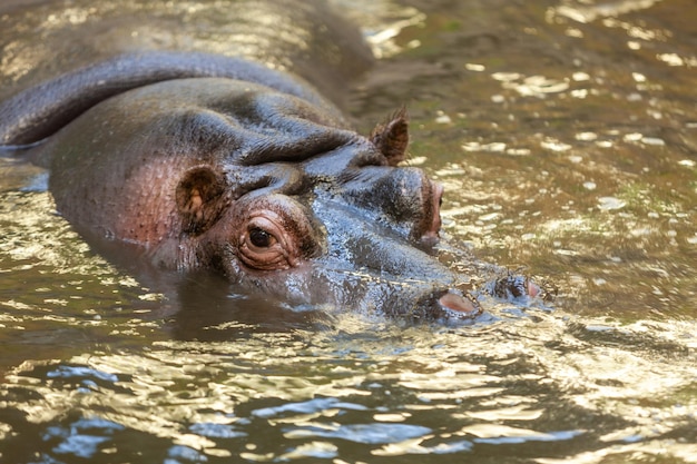 Feche o retrato do grande hipopótamo na água