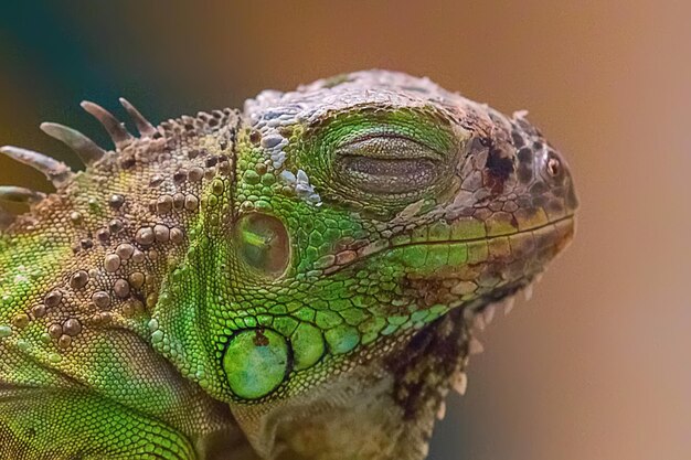 Feche o retrato iguana verde