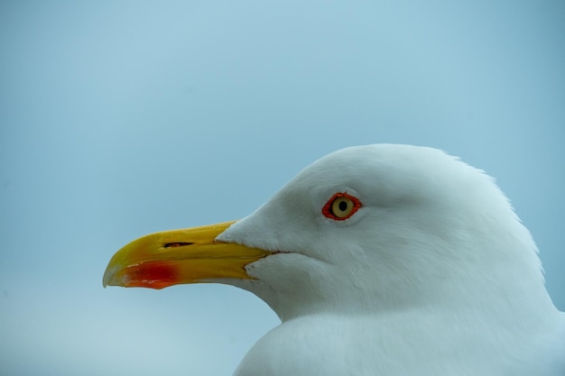 Foto feche o rosto de uma gaivota