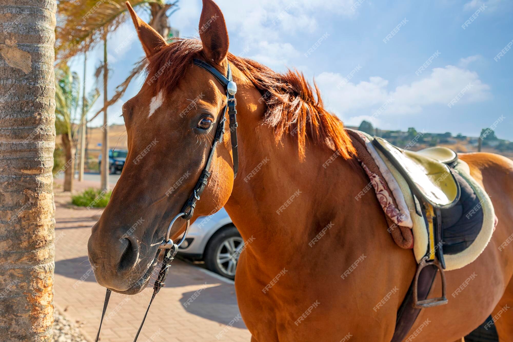 Cavalo cavalgando na bahia imagem editorial. Imagem de freio - 204124325