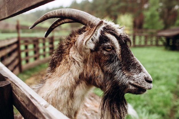 Foto feche o rosto do retrato de uma cabra com barba e chifres em uma fazenda na vila. um bode velho (fanfarrão) com chifres. cena típica na vila ucraniana, agricultura, pecuária.