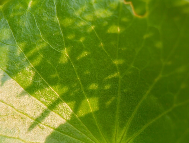 Feche o verde deixe a textura.