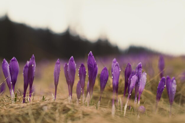 Foto feche os botões de flores de açafrão-açafrão com a foto do conceito de gotas de água