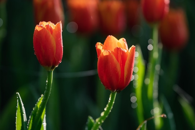 Feche os botões de tulipas com folhas verdes frescas em um fundo verde desfocado com espaço de cópia A flor da tulipa holandesa em uma estação de primavera de laranjal Banner de papel de parede floral para loja de floricultura Conceito de flores