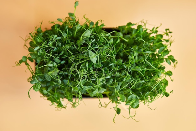 Feche os brotos de microgreens de ervilhas Alimentação saudável Conceito de brotos de ervilhas verdes Superalimentob espaço de cópia