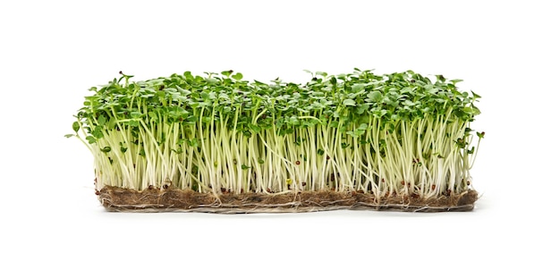 Feche os brotos de microgreens de rúcula verde fresca no composto de drenagem isolado no fundo branco, vista lateral de baixo ângulo