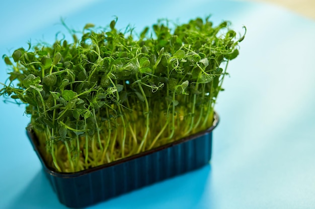 Feche os brotos de microverdes de ervilhas Alimentação saudável Conceito de brotos de ervilhas verdes Superalimentob espaço de cópia