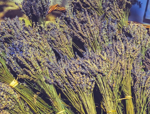 Feche os buquês de flores de lavanda conceito de aromaterapia em tons de filme retrô