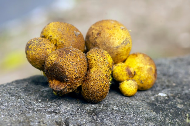 Feche os cogumelos comuns Earthball Scleroderma aurantium crescendo ao redor da planta Gnetum gnemon