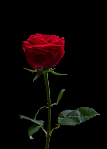 Foto feche os detalhes da flor rosa