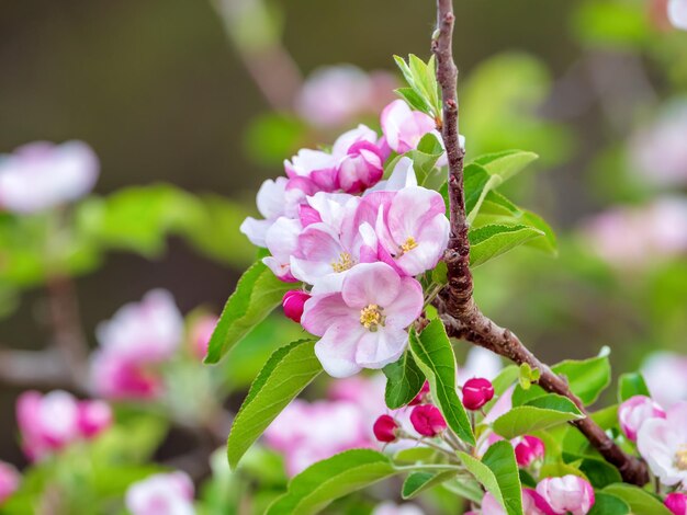 Feche os galhos da macieira selvagem em plena floração