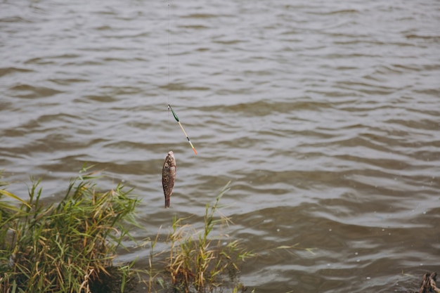 Feche os peixes capturados que são puxados para fora da água, pegos no anzol da vara de pescar na margem do lago em fundo de juncos. estilo de vida, recreação, conceito de lazer de pescador. copie o espaço para anúncio.