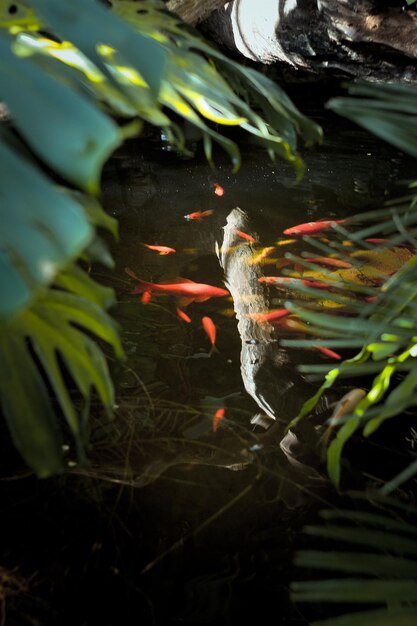 Foto feche os peixes nadando na lagoa com folhas tropicais verdes acima da foto do conceito