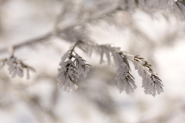 Feche os ramos de geada de inverno cobertos de neve sobre o fundo nevado desfocado