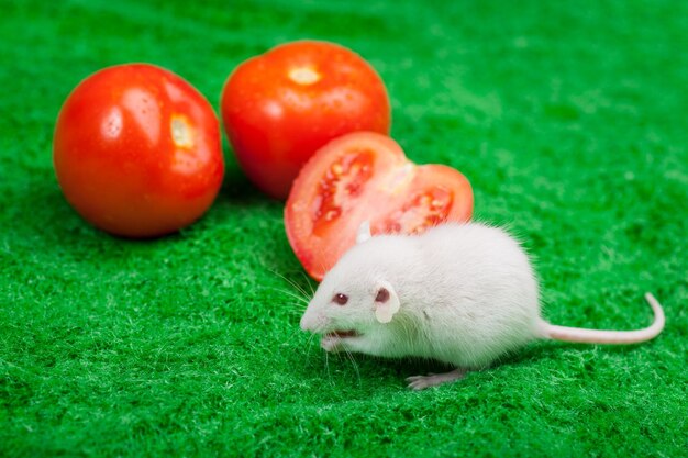 Feche os tomates frescos em gotas de água na grama verde e o rato branco come