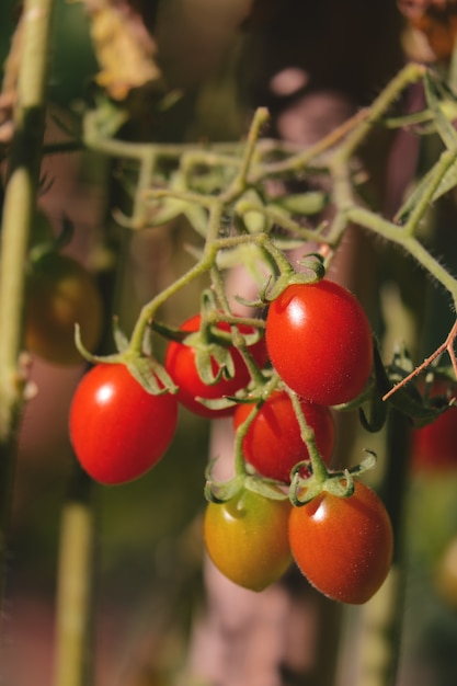 Feche os tomates no jardim