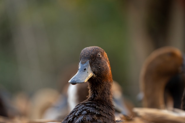 Feche patos, veja os detalhes e expressões de patos