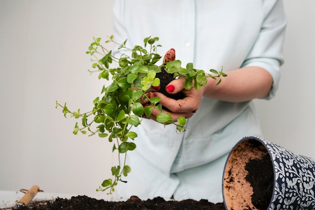 Foto feche plantando o bulbo da planta no solo