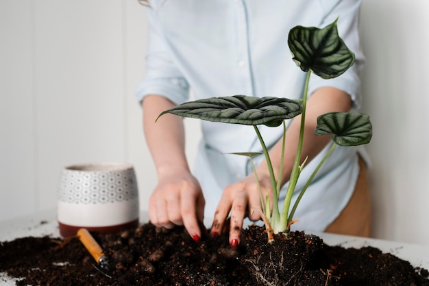 Foto feche plantando o bulbo da planta no solo