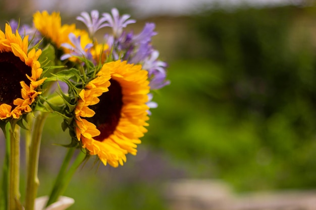 Feche um buquê de girassóis e flores roxas em um vaso em um jardim com espaço de cópia