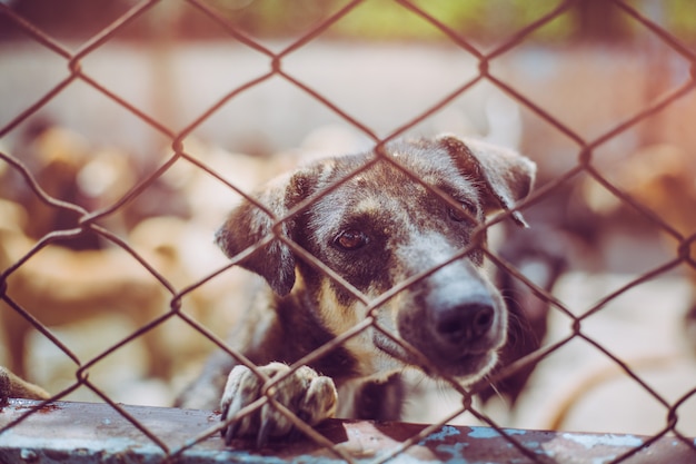 Feche um cão vadio. o cão disperso desabrigado abandonado está encontrando-se na fundação.