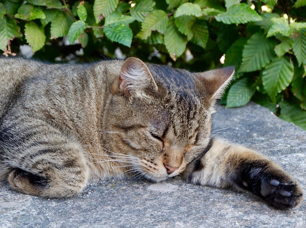 Feche um gato dormindo do lado de fora na pedra cinza no pátio interno