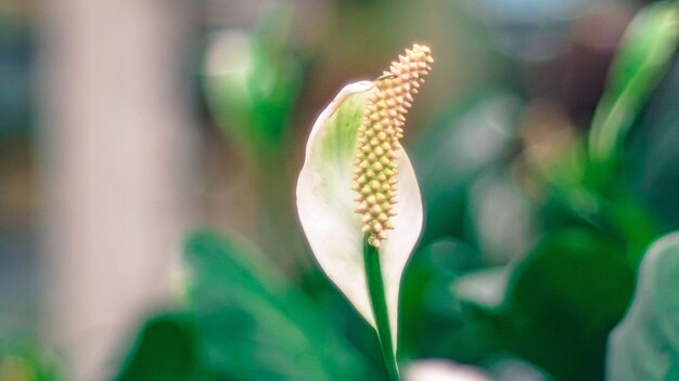 Feche um Lírio da Paz branco. Espécie: Spathiphyllum cochlearispathum