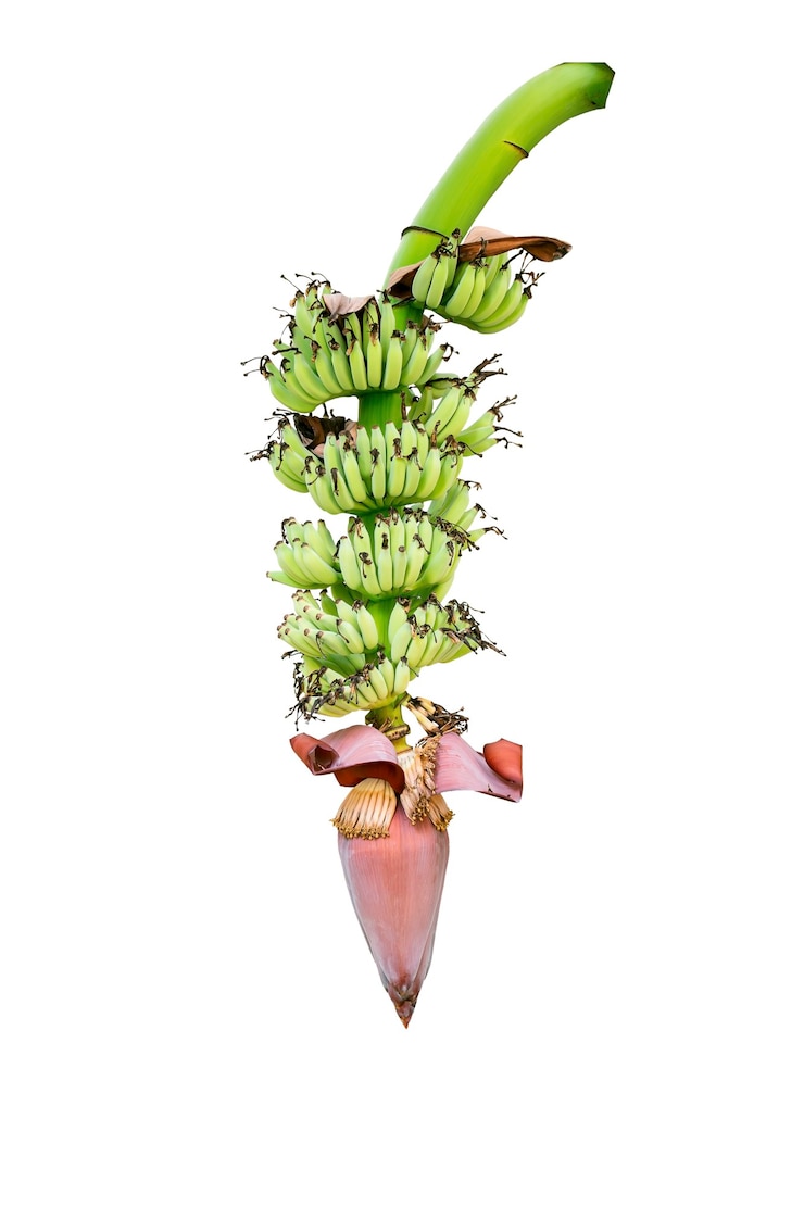 Foto feche uma cabeça de banana ou flor de uma bananeira isolada no fundo branco.
