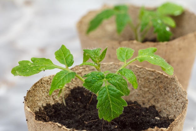 Feche uma lata com uma muda de tomate verde