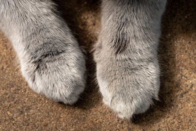 Fechem as patas peludas e cinzentas de um gato shorthair britânico na areia ao ar livre. vista de cima.