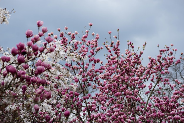 Fecho da bela árvore de magnólia branca florescente do Japão no jardim Flores do jardim botânico ao ar livre