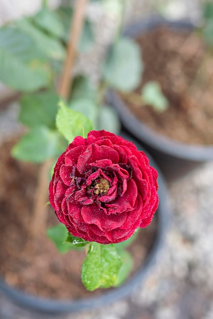Foto fecho da bela flor de rosa vermelha fresca no jardim verde