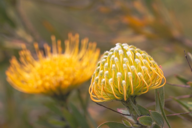 Foto fecho da cabeça de flor amarela de um leucospermum no jardim do havaí