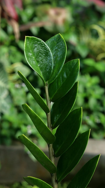 Fecho da planta Zamioculcas zamiifolia gema zanzibar ou palma esmeralda Conhecida como planta dólar ou Zz