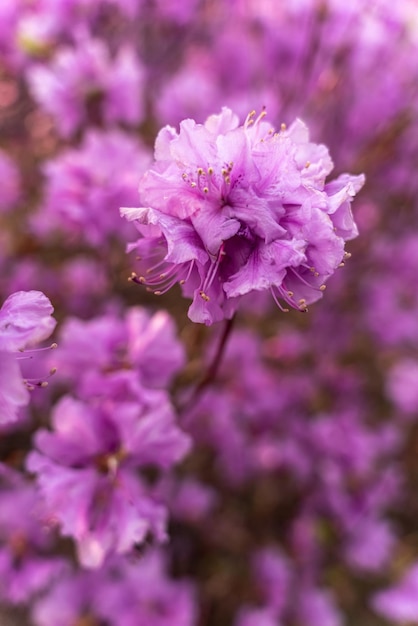 Fecho das flores de Rhododendron dauricum nomes populares alecrim maral Rússia Vladivostok