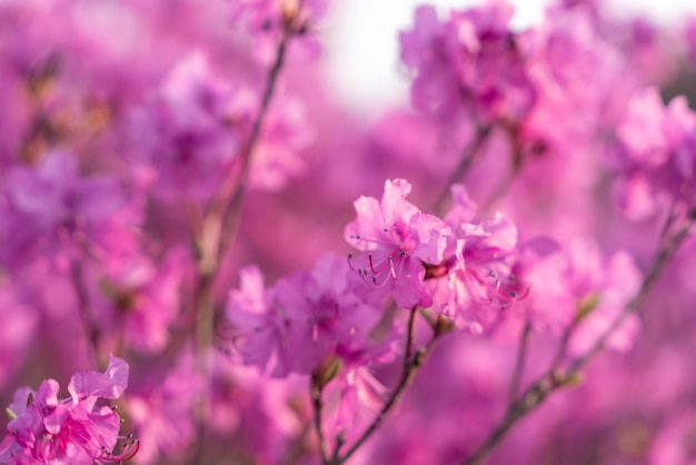 Fecho das flores de Rhododendron dauricum nomes populares alecrim maral Rússia Vladivostok