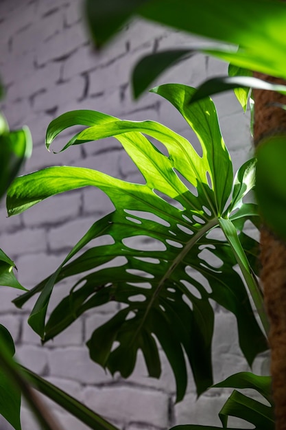 Fecho das folhas monstera ou philodendron contra a parede de azulejos planta de casa tropical exótica