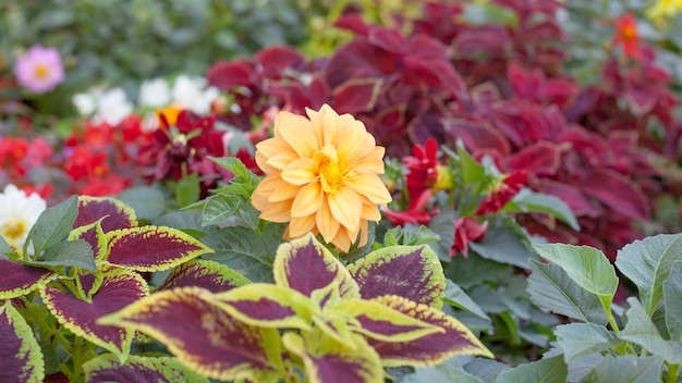 Fecho das folhas verdes e roxas do coleus solenostemon hybrida no fundo da flor