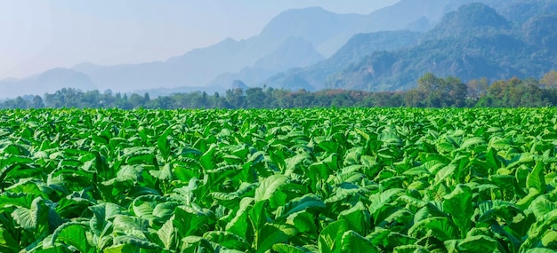 Fecho das grandes colheitas de folhas de tabaco que crescem no campo de plantação de tabaco verde de tabaco tropical