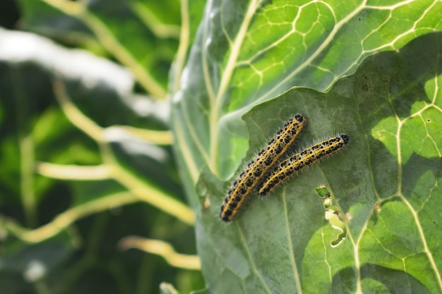 Fecho de lagartas brancas de repolho movendo-se sobre uma folha de repolho verde Pieris brassicae