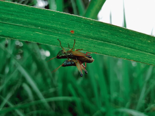 Fecho do gafanhoto de acasalamento no fundo da folha belo conceito de natureza folha tropical