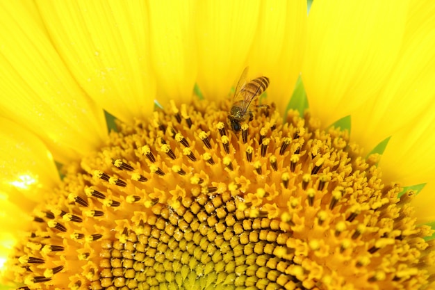 Fechou a meia imagem de uma flor cheia girassol com a pequena abelha coletando néctar