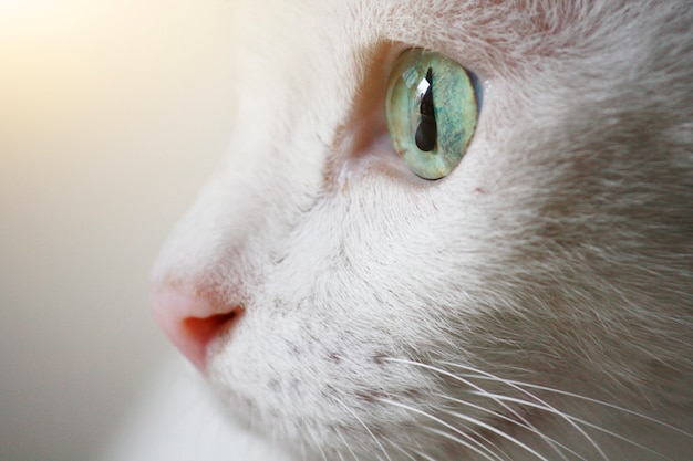 Fechou belos olhos de gato branco