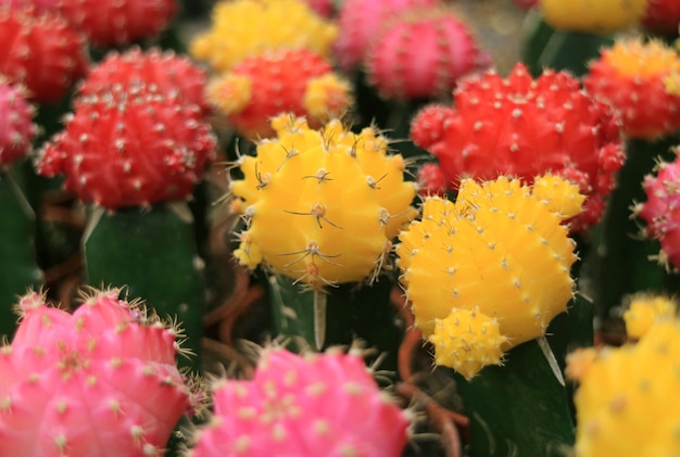 Fechou o grupo de mini plantas coloridas do cacto, mini plantas multicoloridas do cacto