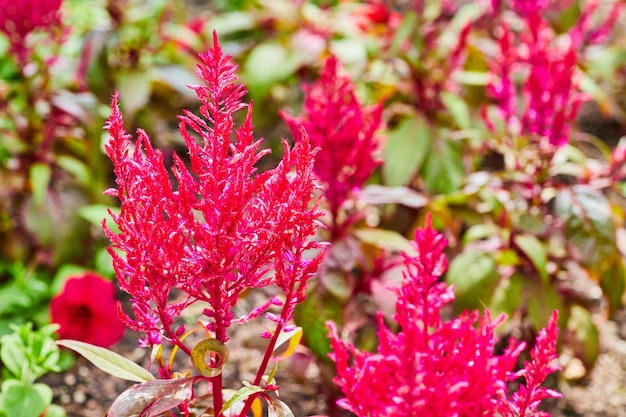 Feder-Celosia-Hahnenkamm mit leuchtend violetten und magentafarbenen, gefiederten Blütenblättern, Makroaufnahme