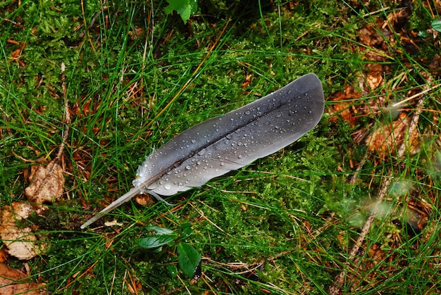 Feder eines vogel liegt im gras im wald